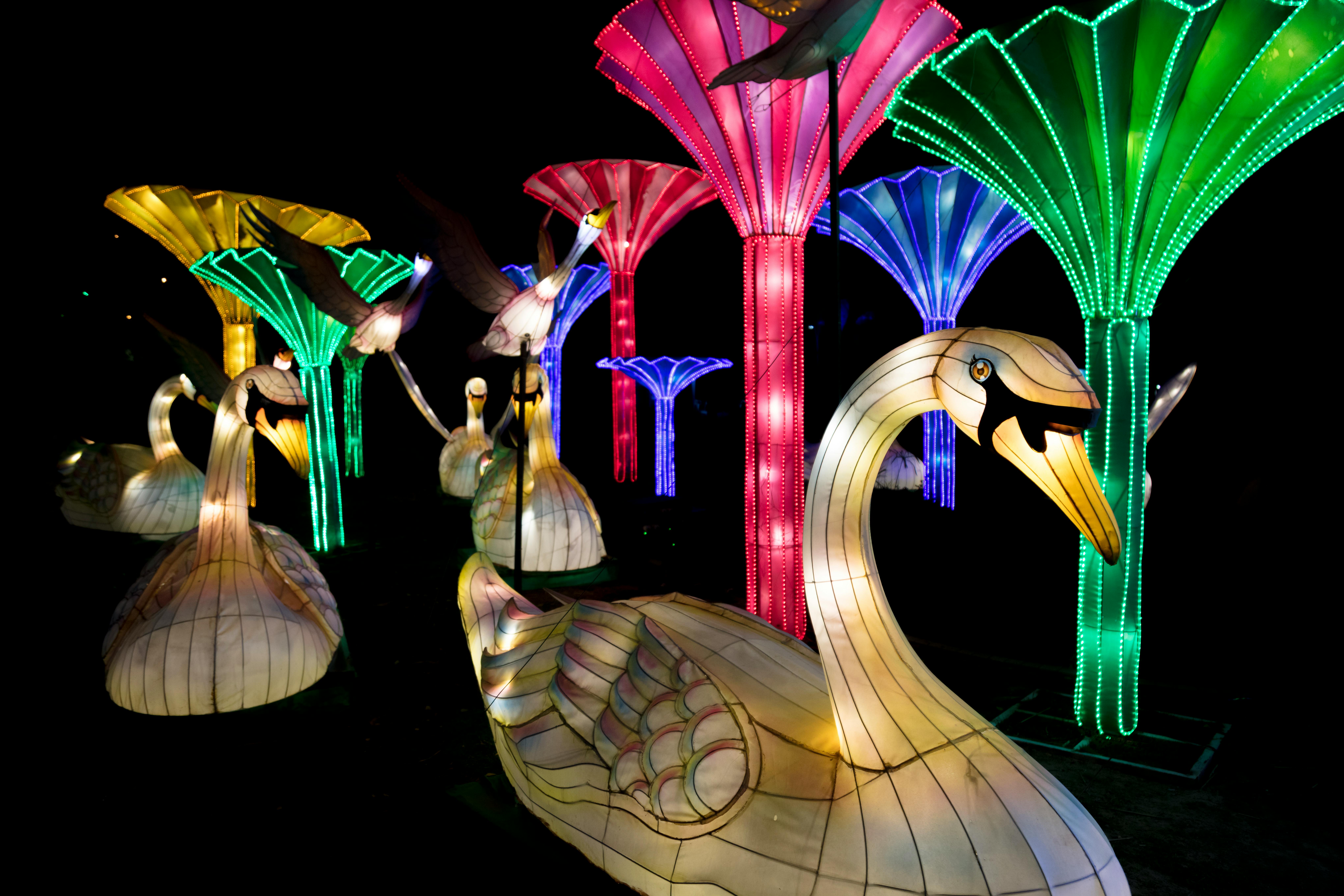 Dubai Glow garden